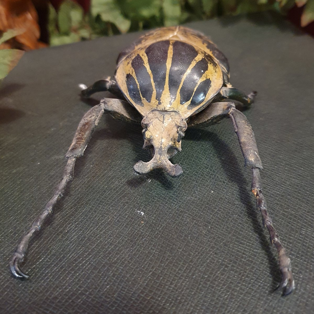 2 Male Goliathus Regius – Royal Goliath Beetles, West Africa-photo-3