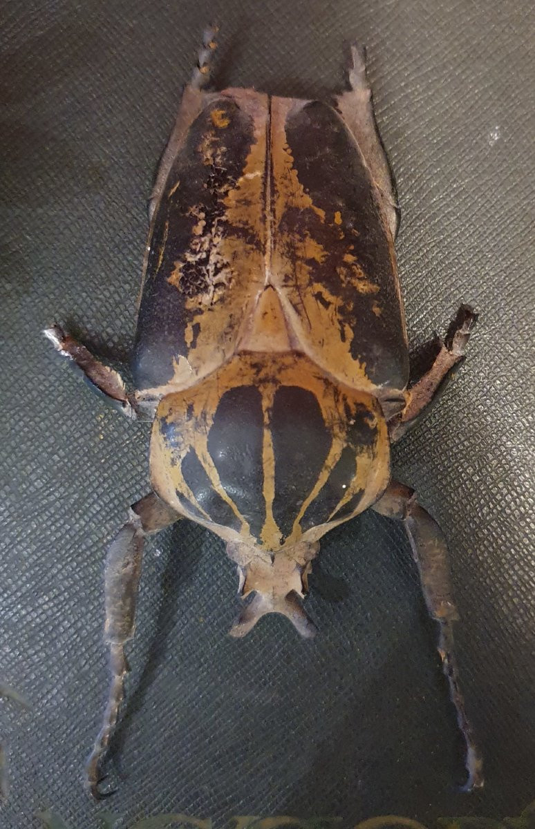 2 Male Goliathus Regius – Royal Goliath Beetles, West Africa-photo-4