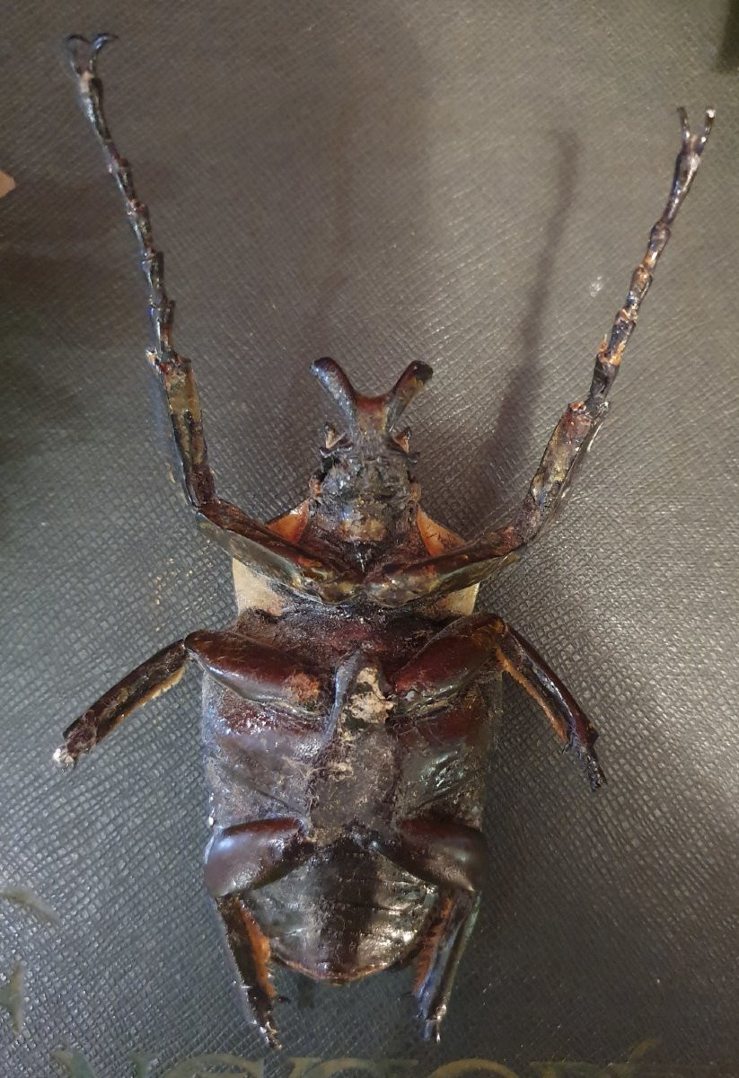 2 Male Goliathus Regius – Royal Goliath Beetles, West Africa-photo-6