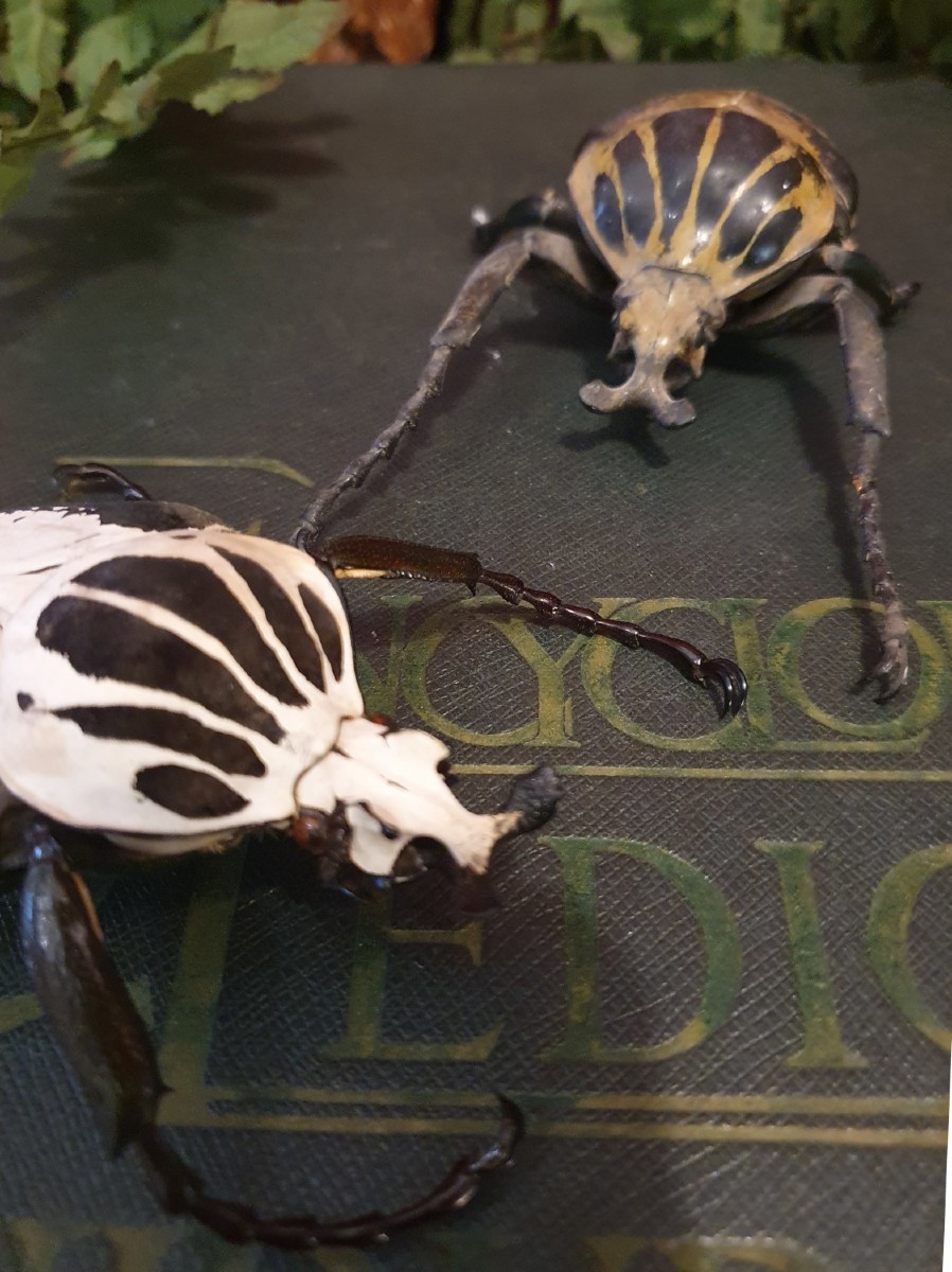 2 Male Goliathus Regius – Royal Goliath Beetles, West Africa