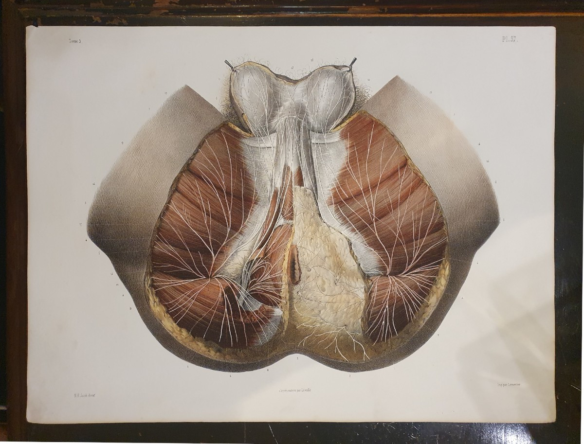 Lithographie anatomique en couleurs Étude des nerfs du périnée tirée du traité de Bourgery