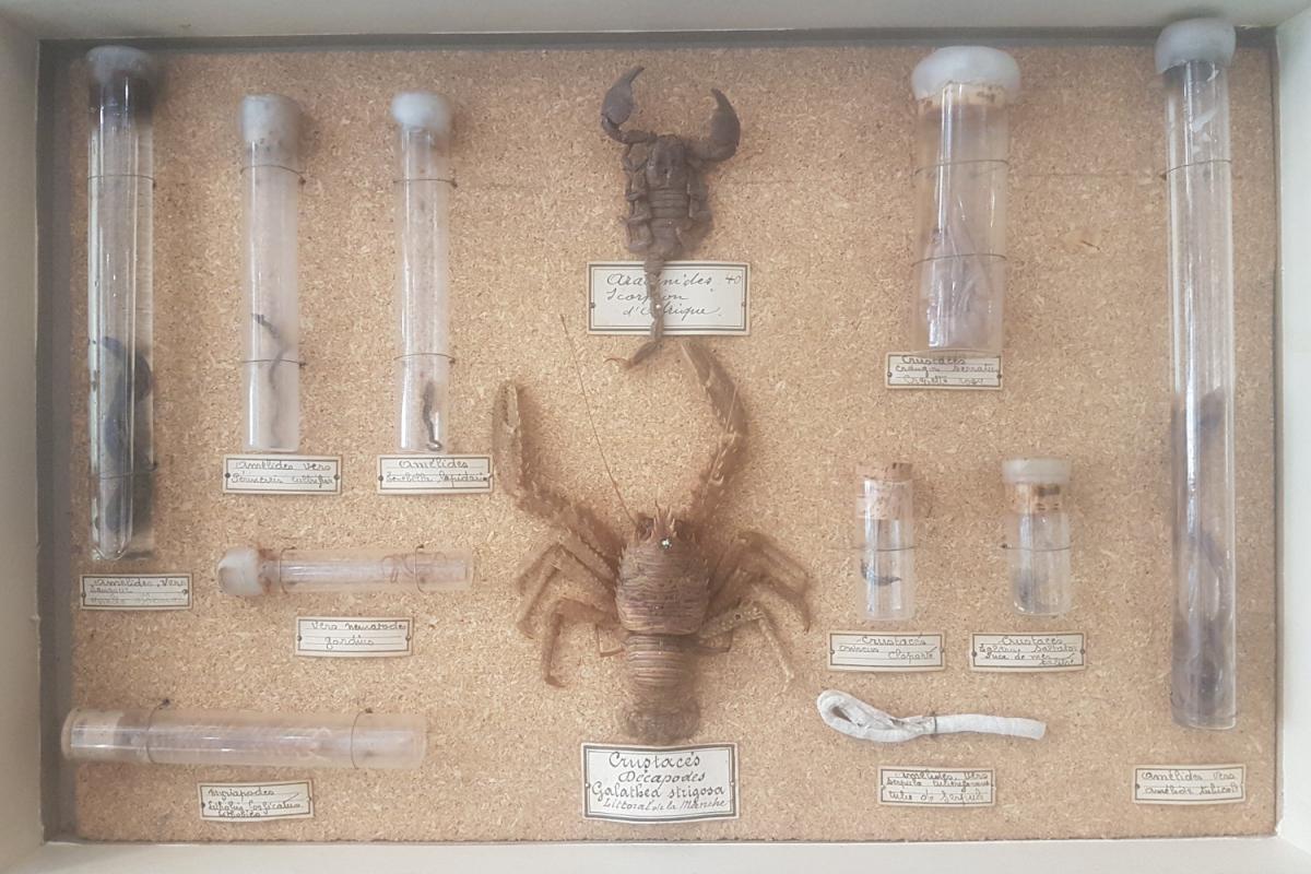 Teaching Entomological Box Various Specimens