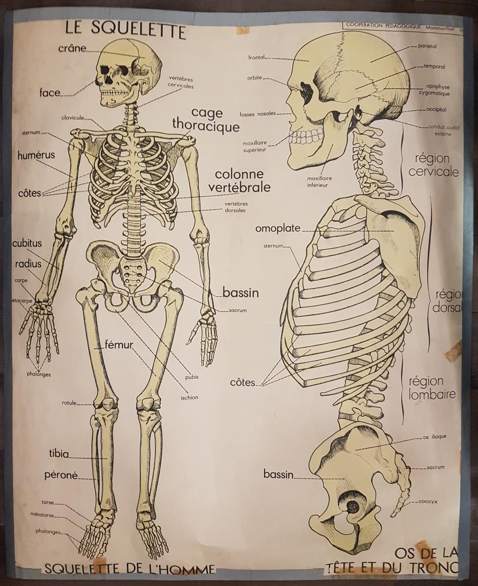 Objet De Curiosités : Deux Affiches Anatomiques d'école - Rossignol