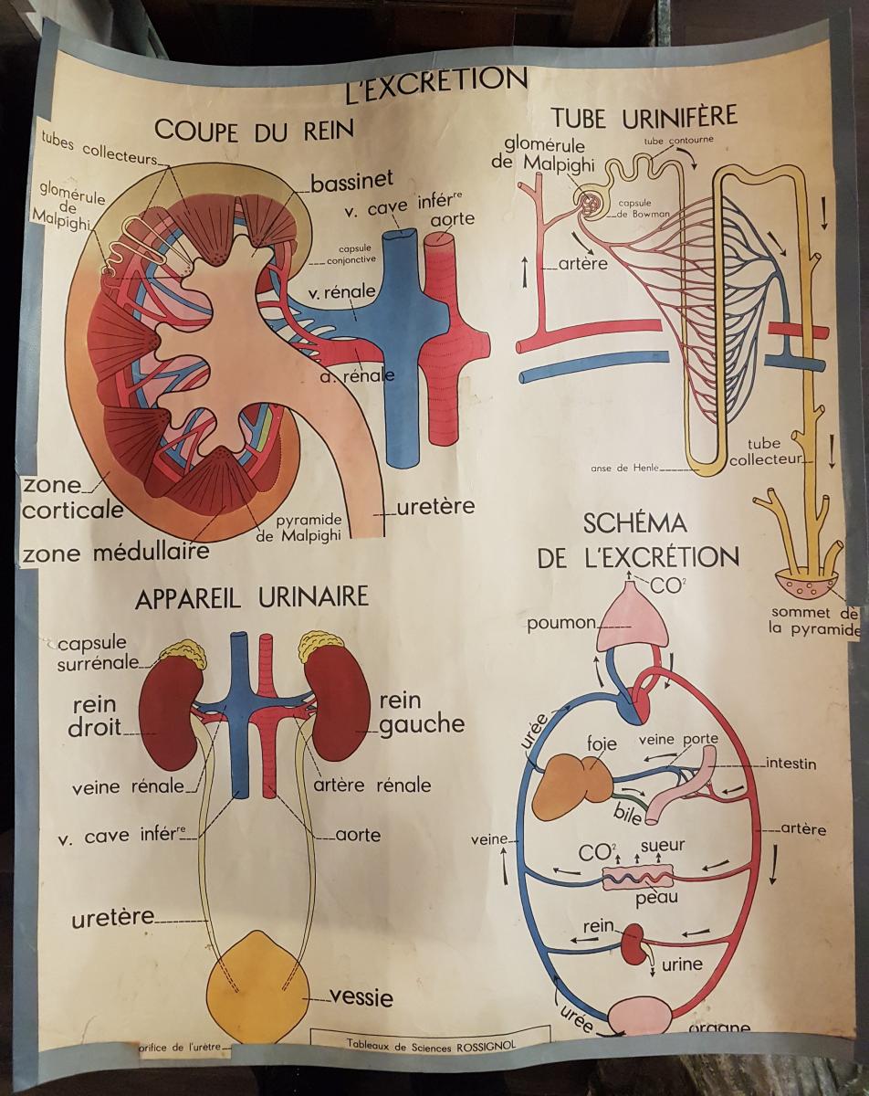 Objet De Curiosités : Deux Affiches Anatomiques d'école - Rossignol-photo-2