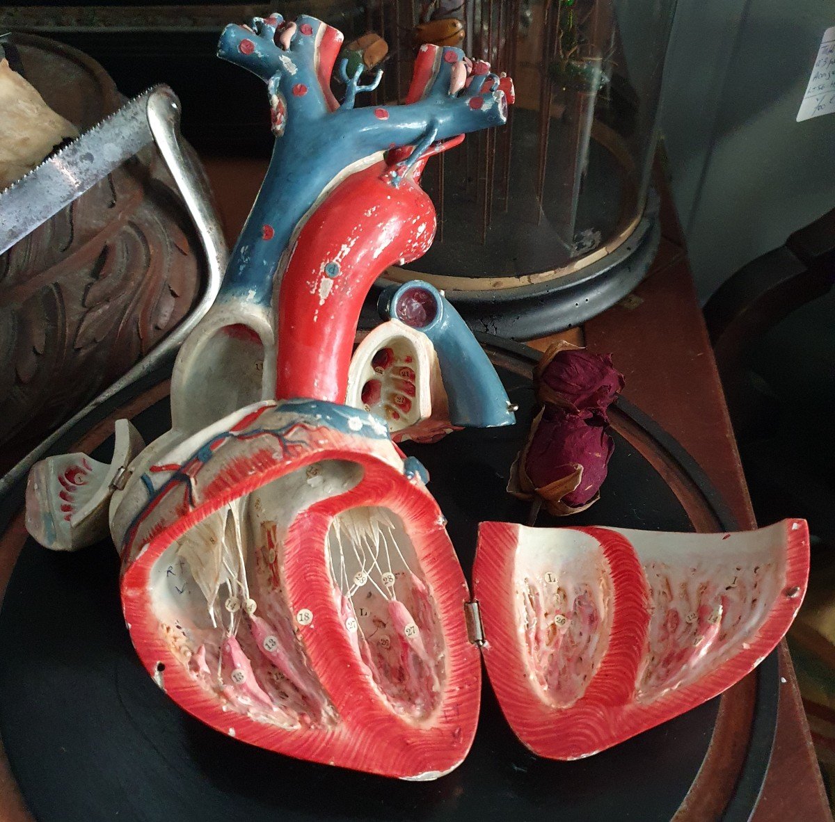 Object Of Curiosity: Anatomical Didactic Heart In Papier-mâché-photo-2