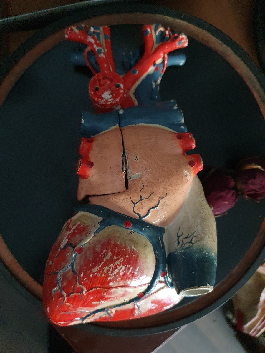 Object Of Curiosity: Anatomical Didactic Heart In Papier-mâché-photo-3