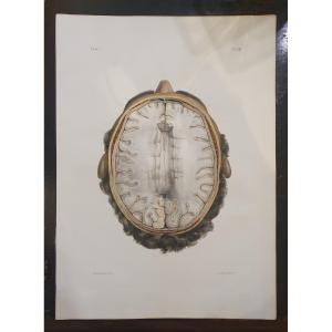 Lithographie Couleur originale circa 1840 Tirée du traité anatomique de Bourgery et Jacob