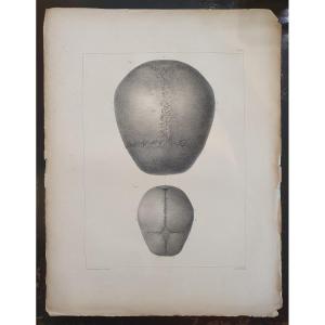 Lithographie ostéologique en noir et blanc originale provenant du tome 1 de Bourgery & Jacob