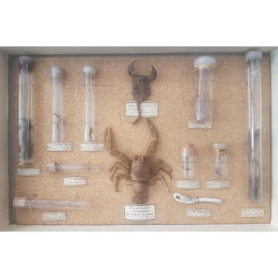 Teaching Entomological Box Various Specimens