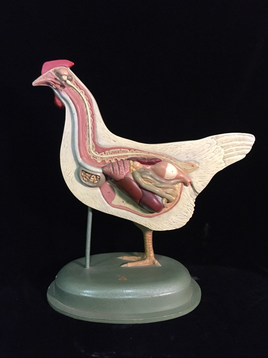 Beau modèle anatomique d'une poule produite en Allemagne dans la première moitié des années 1900.-photo-2