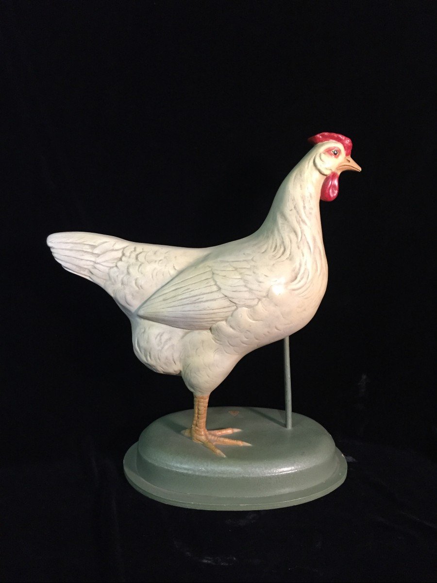Beau modèle anatomique d'une poule produite en Allemagne dans la première moitié des années 1900.-photo-3
