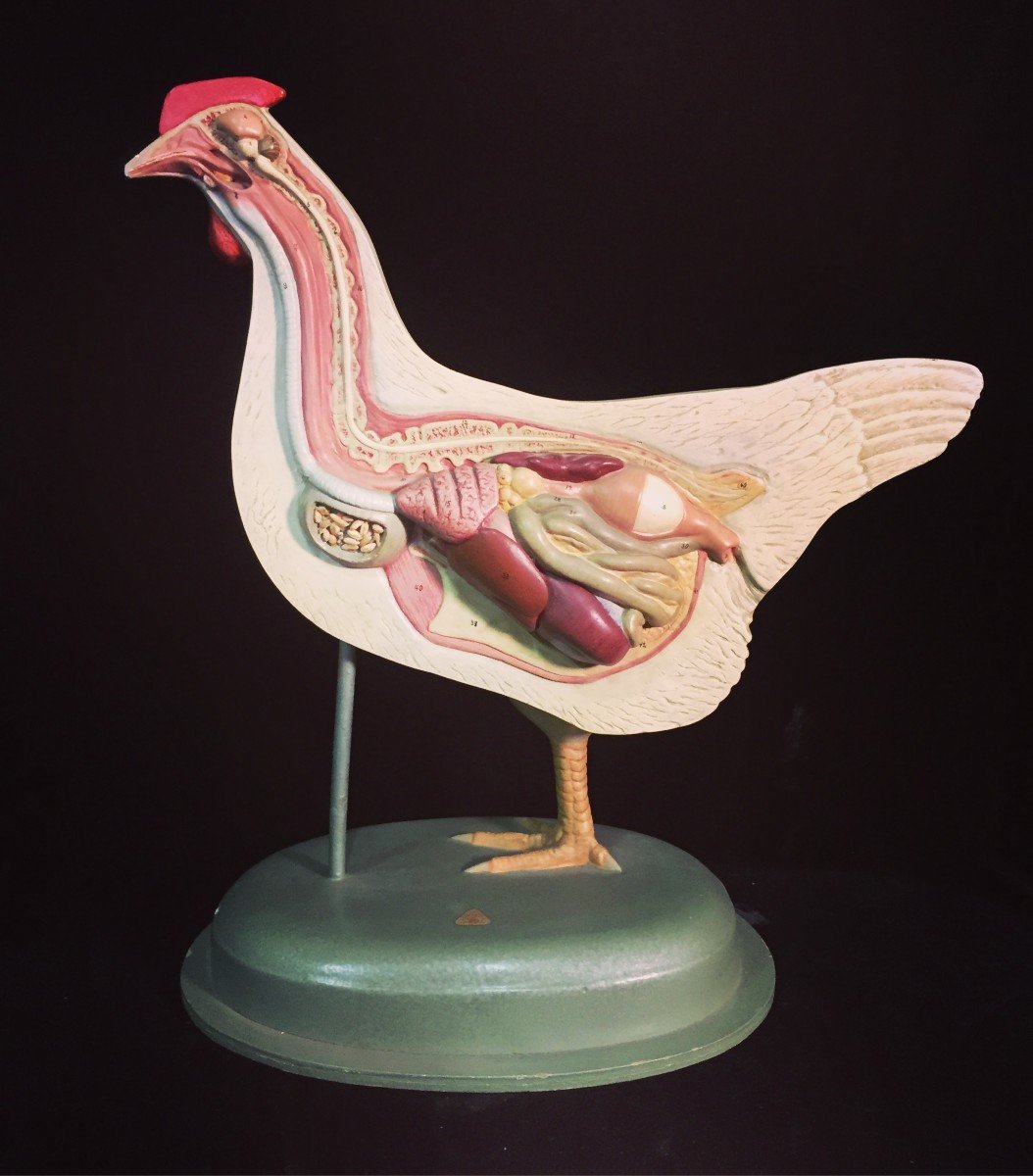 Beau modèle anatomique d'une poule produite en Allemagne dans la première moitié des années 1900.