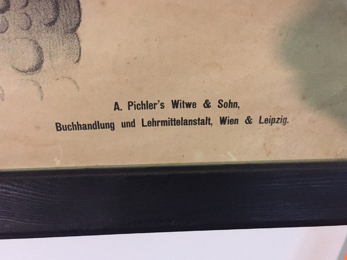 Grande Affiche Pédagogique Tableau d'Anatomie De La Tortue - A.pichler's Witwe & Sohn - Wien--photo-2