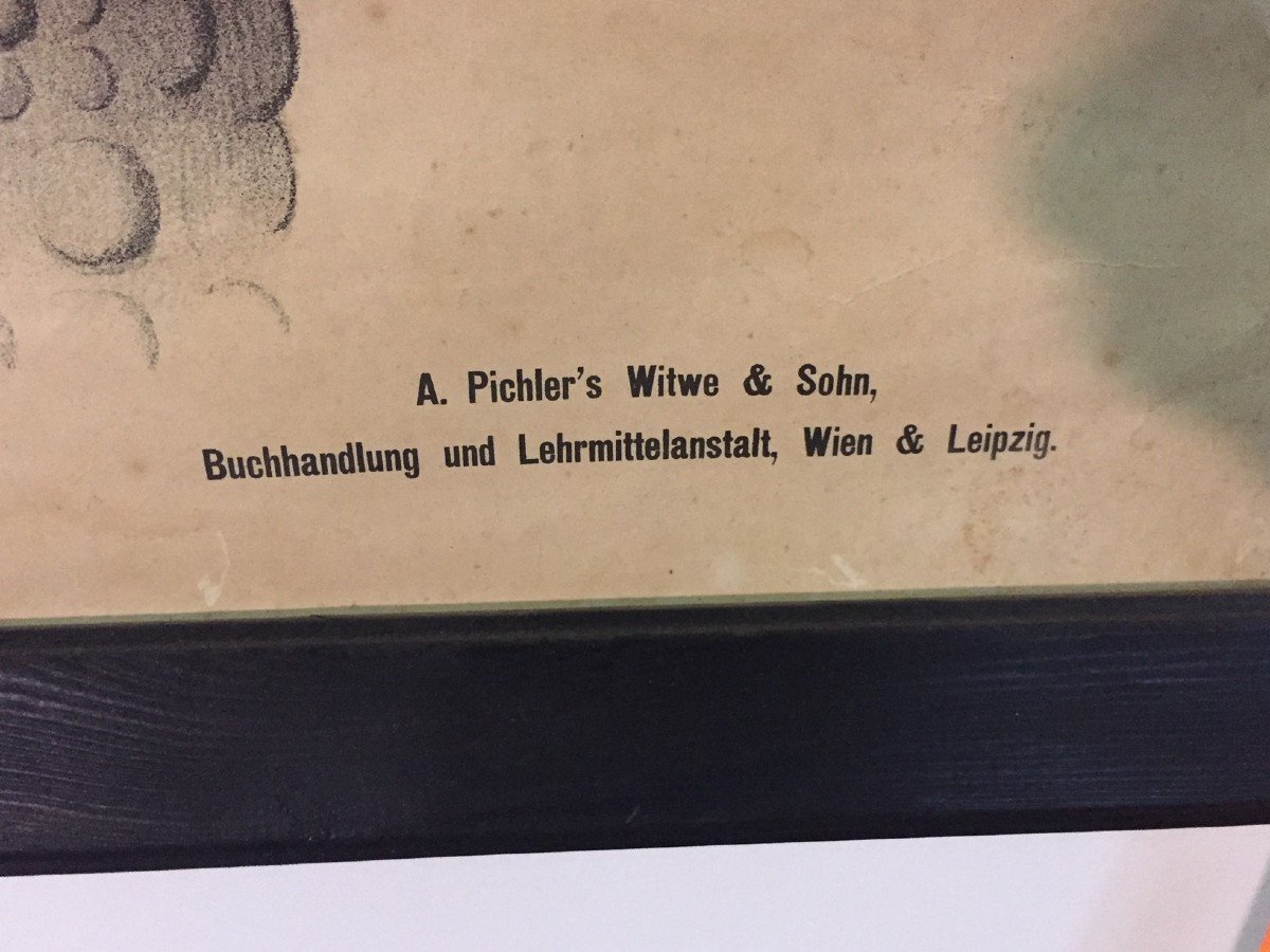 Large Educational Wallchart Of  Tortoise Anatomical Table - A.pichler's Witwe & Sohn - Wien -  -photo-2