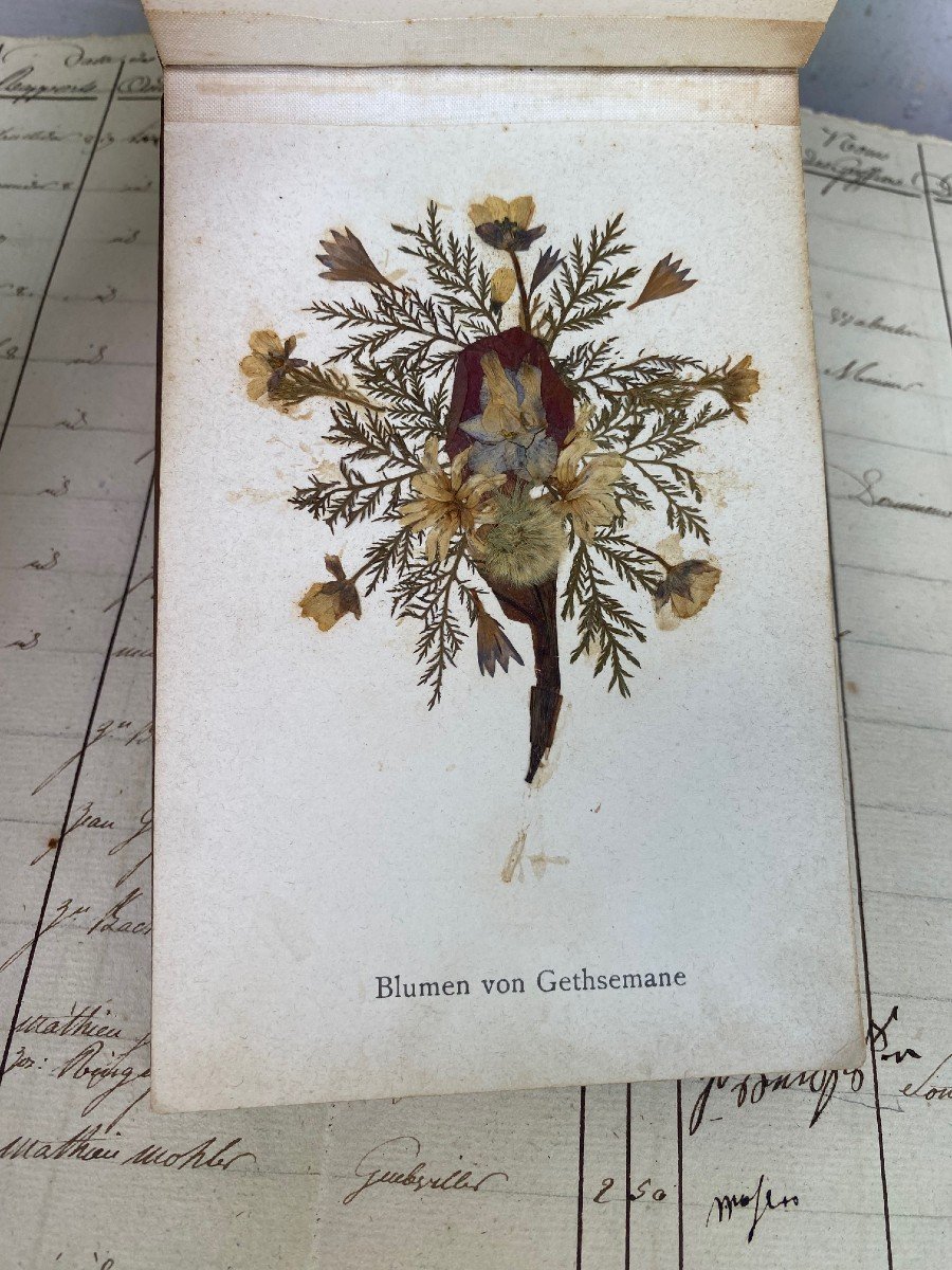Rare Herbarium From Jerusalem And The Holy Land- .-photo-2