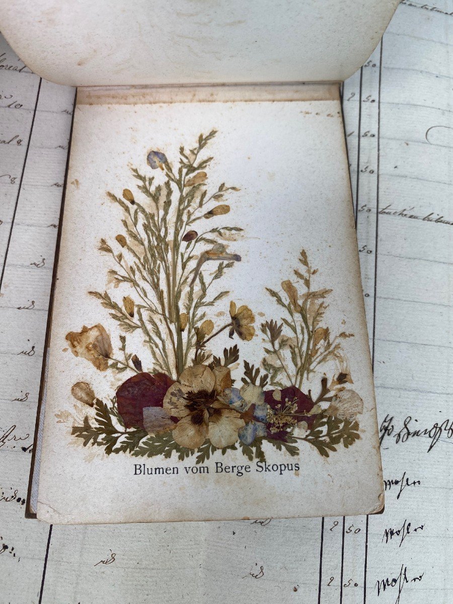 Rare Herbarium From Jerusalem And The Holy Land- .-photo-4