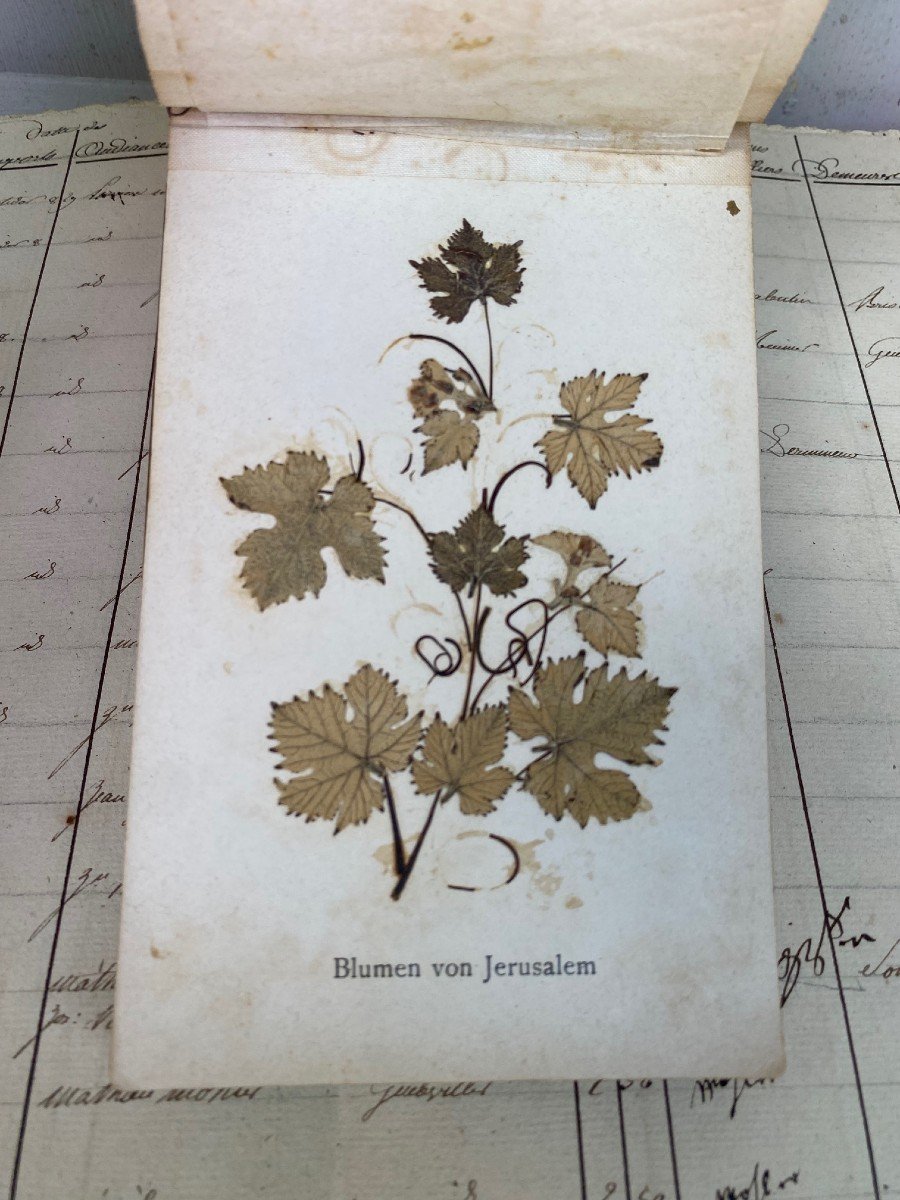 Rare Herbarium From Jerusalem And The Holy Land- .-photo-3
