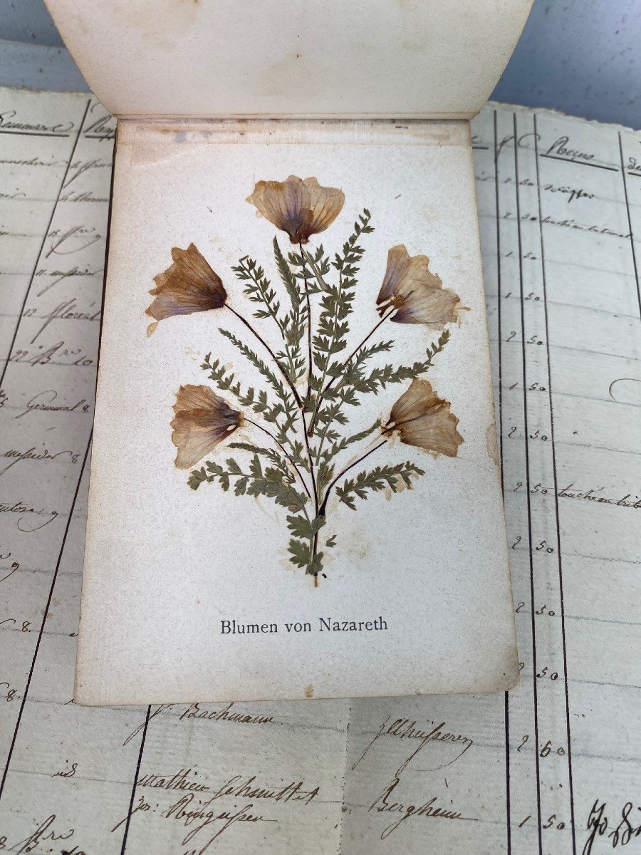 Rare Herbarium From Jerusalem And The Holy Land- .-photo-5