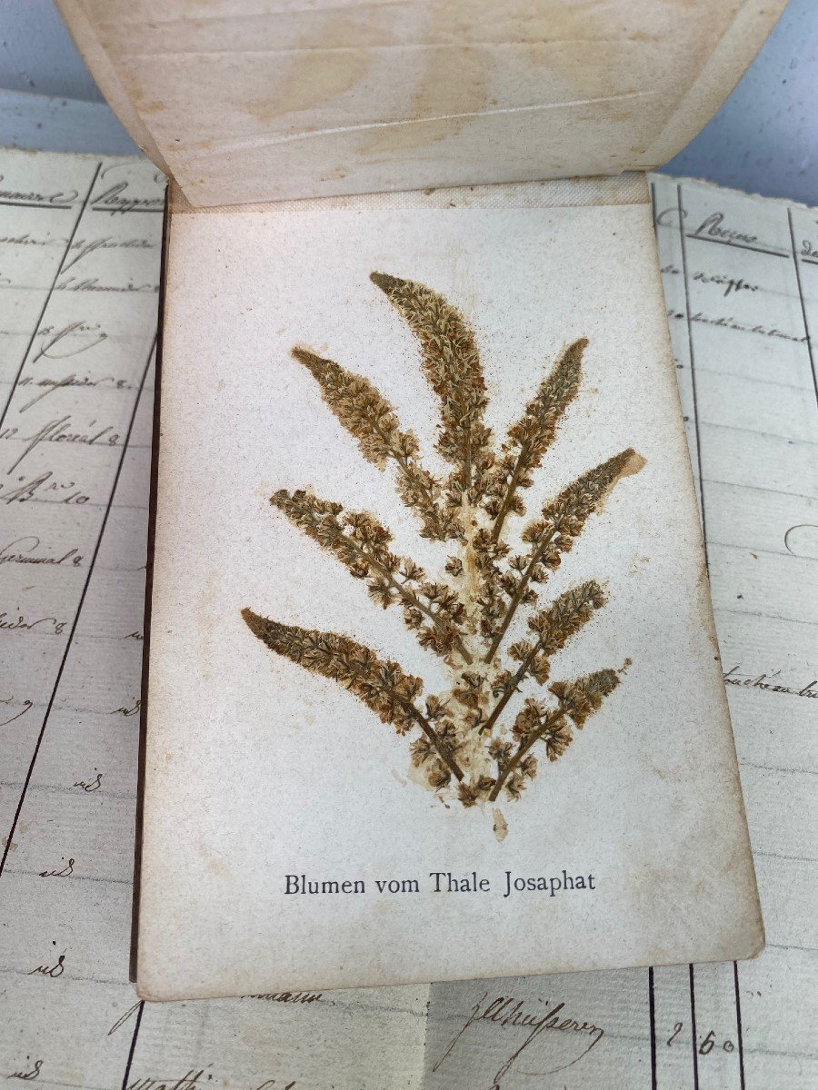 Rare Herbarium From Jerusalem And The Holy Land- .-photo-6