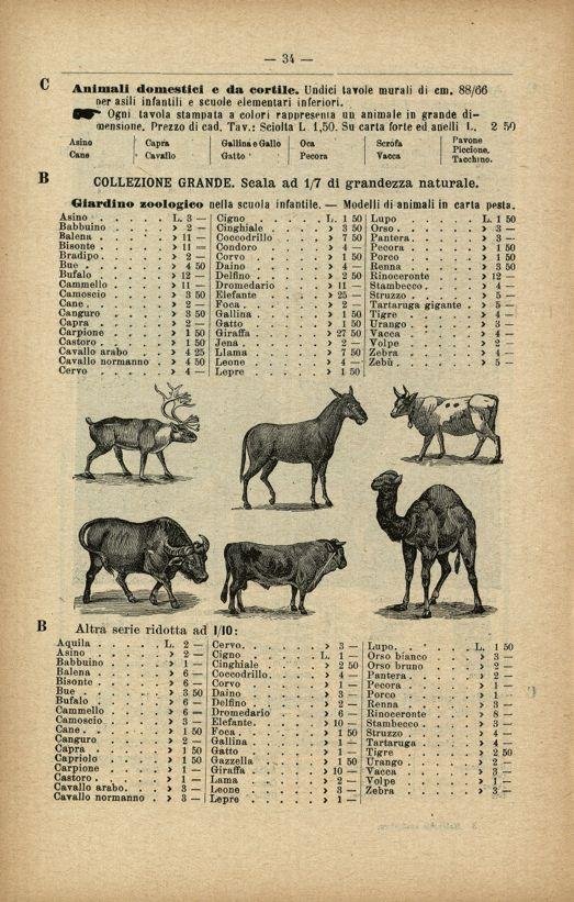 Rare Modèle éducatif En Papier Mâché d'Un éléphant - Italie Début Des Années 1900-photo-6