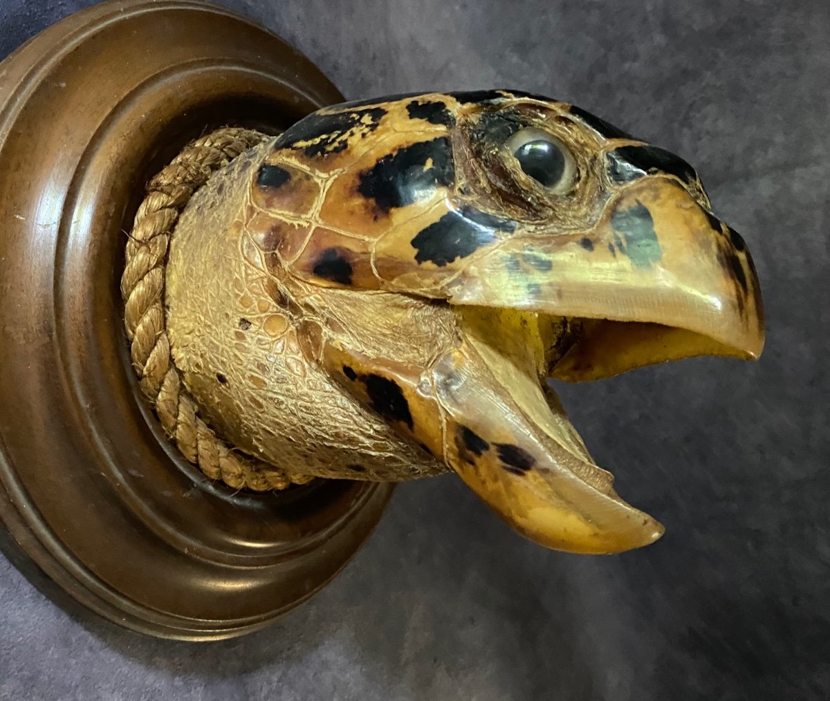 Ancient Marina Trophy - Large Turtle Head From The End Of-photo-2