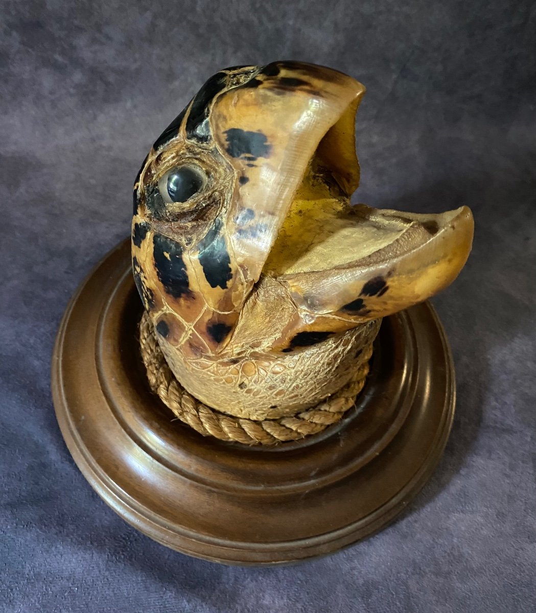 Ancient Marina Trophy - Large Turtle Head From The End Of-photo-3