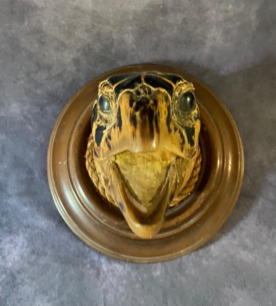 Ancient Marina Trophy - Large Turtle Head From The End Of-photo-4