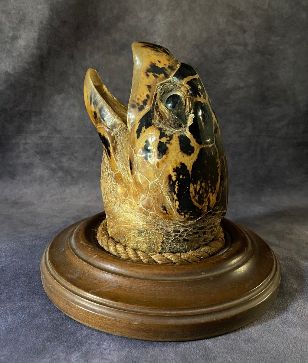Ancient Marina Trophy - Large Turtle Head From The End Of-photo-1