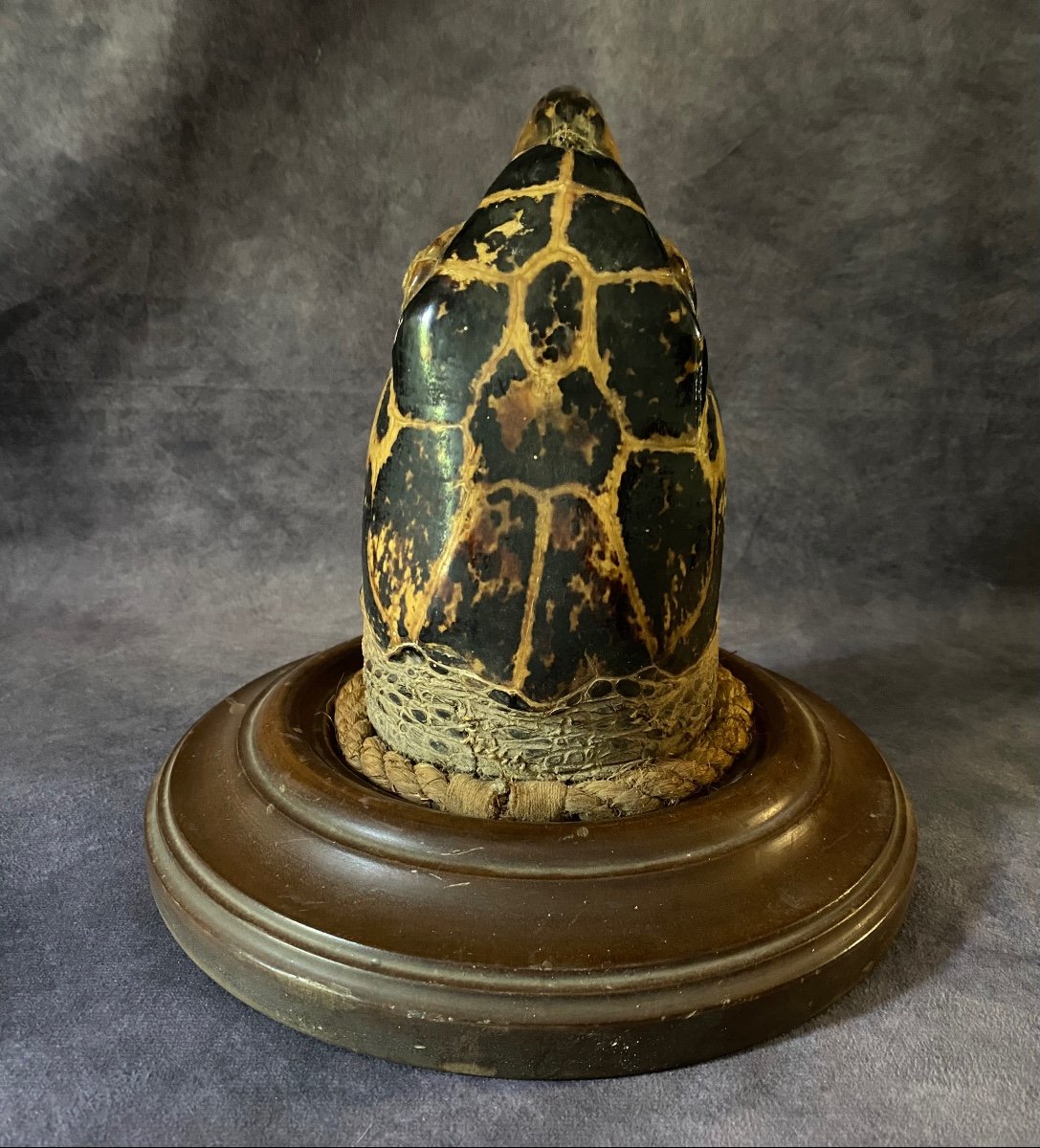 Ancient Marina Trophy - Large Turtle Head From The End Of-photo-2