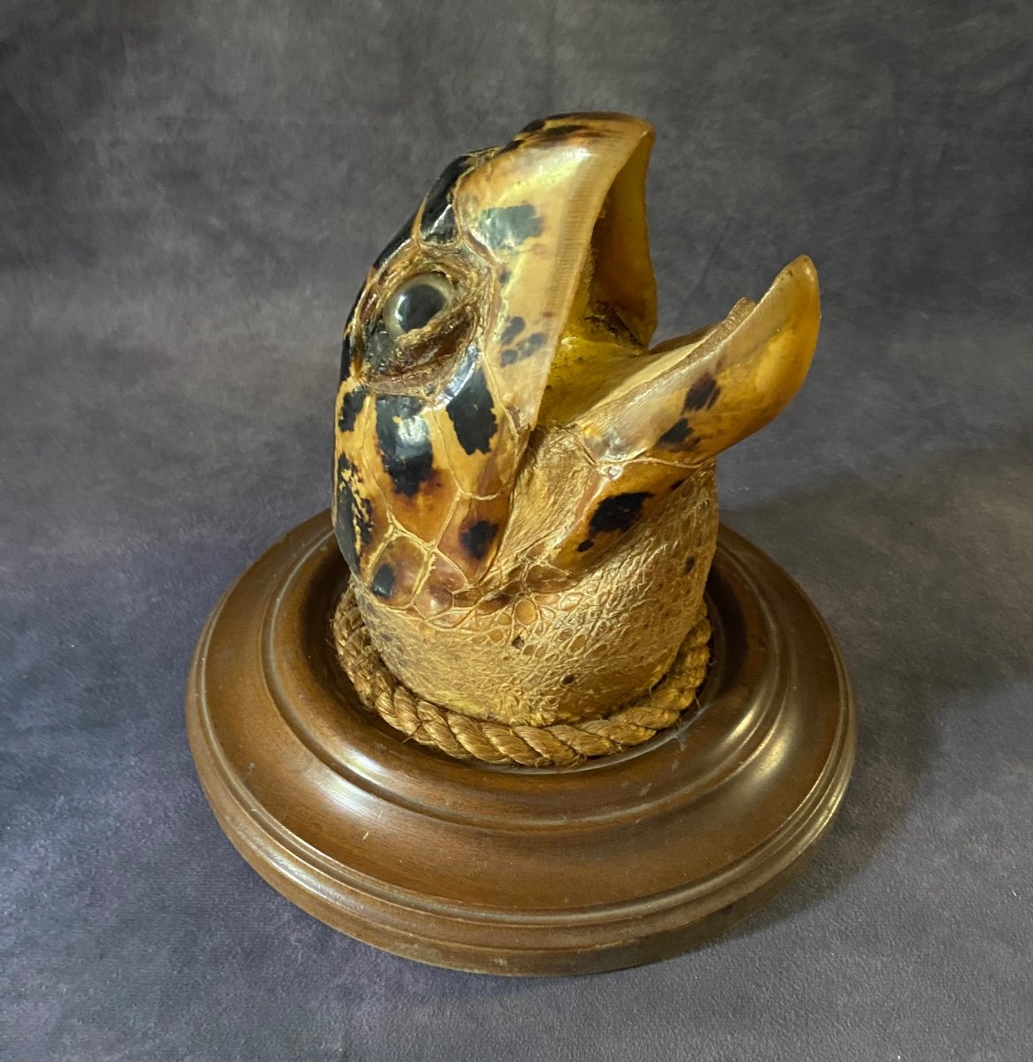Ancient Marina Trophy - Large Turtle Head From The End Of
