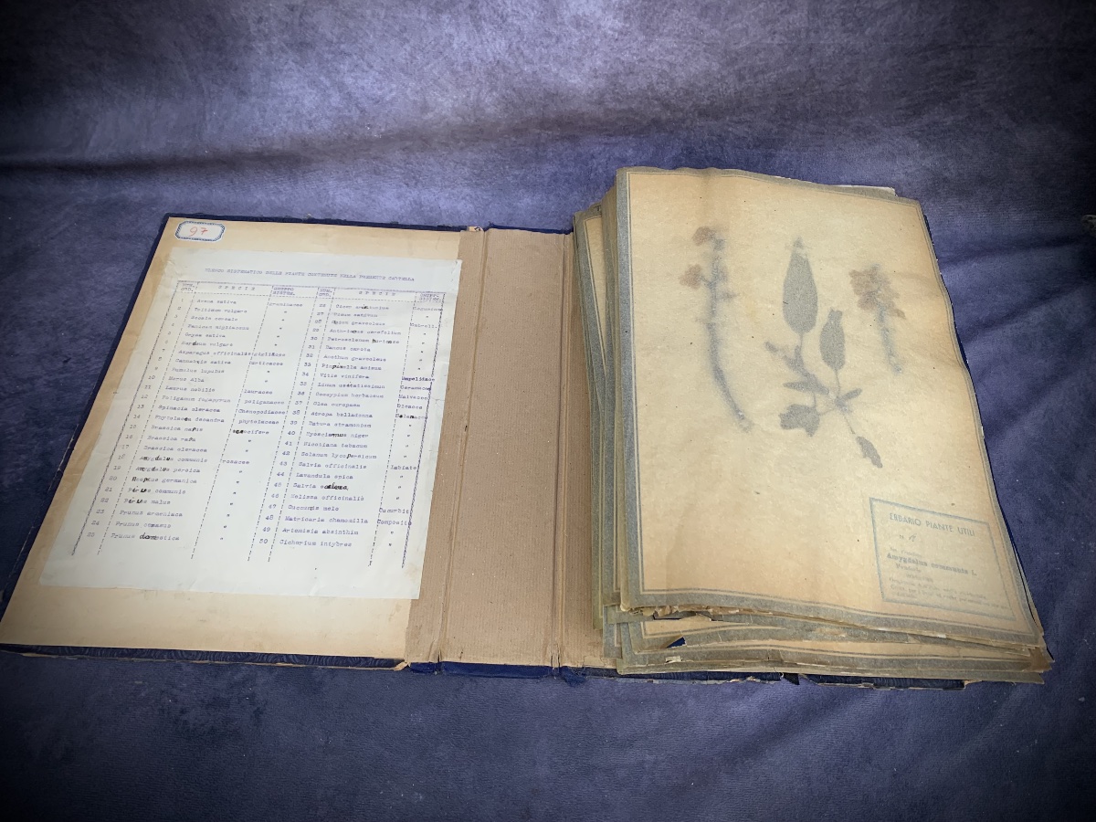 Herbier pédagogique de plantes utiles, Italie, début du XXe siècle.-photo-3