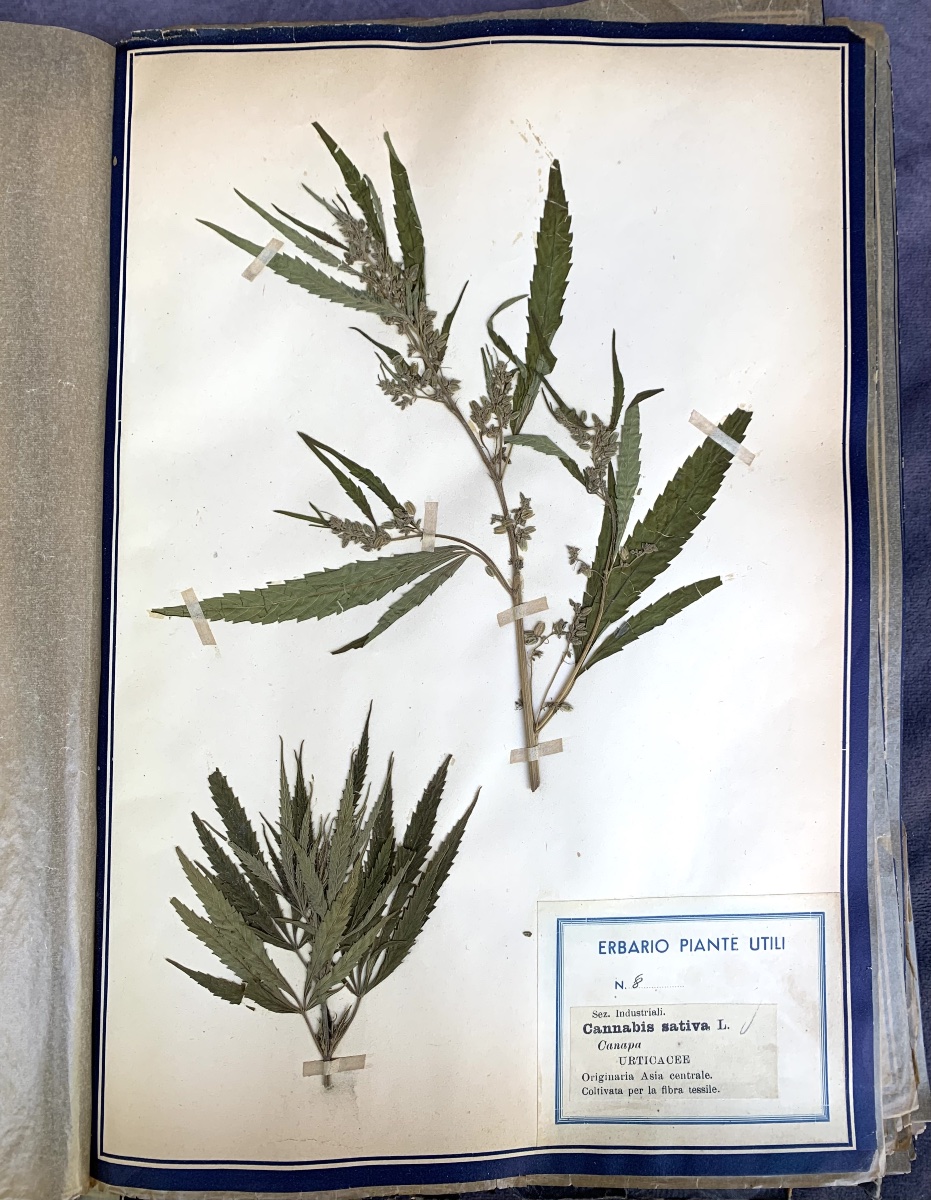 Herbier pédagogique de plantes utiles, Italie, début du XXe siècle.-photo-4
