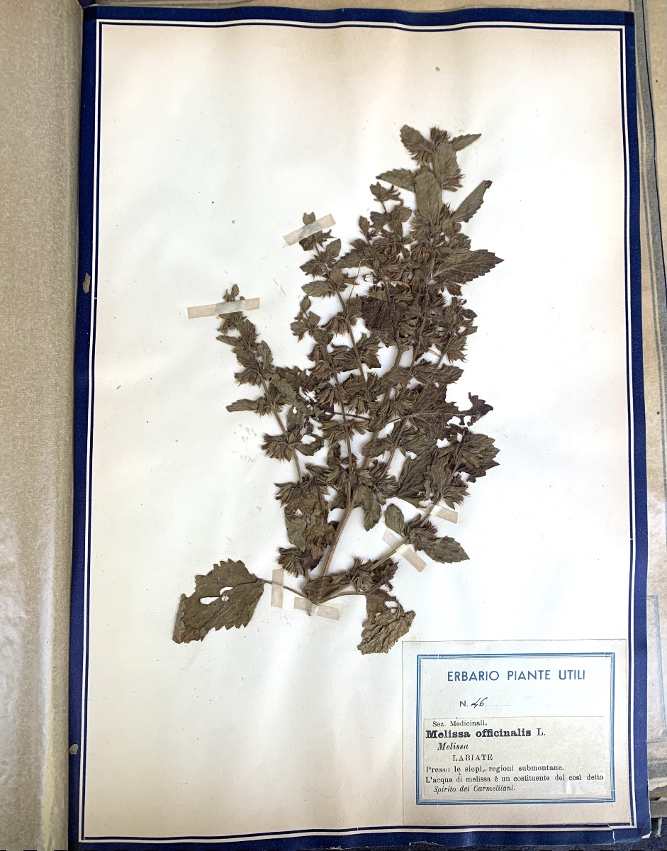 Herbier pédagogique de plantes utiles, Italie, début du XXe siècle.-photo-2