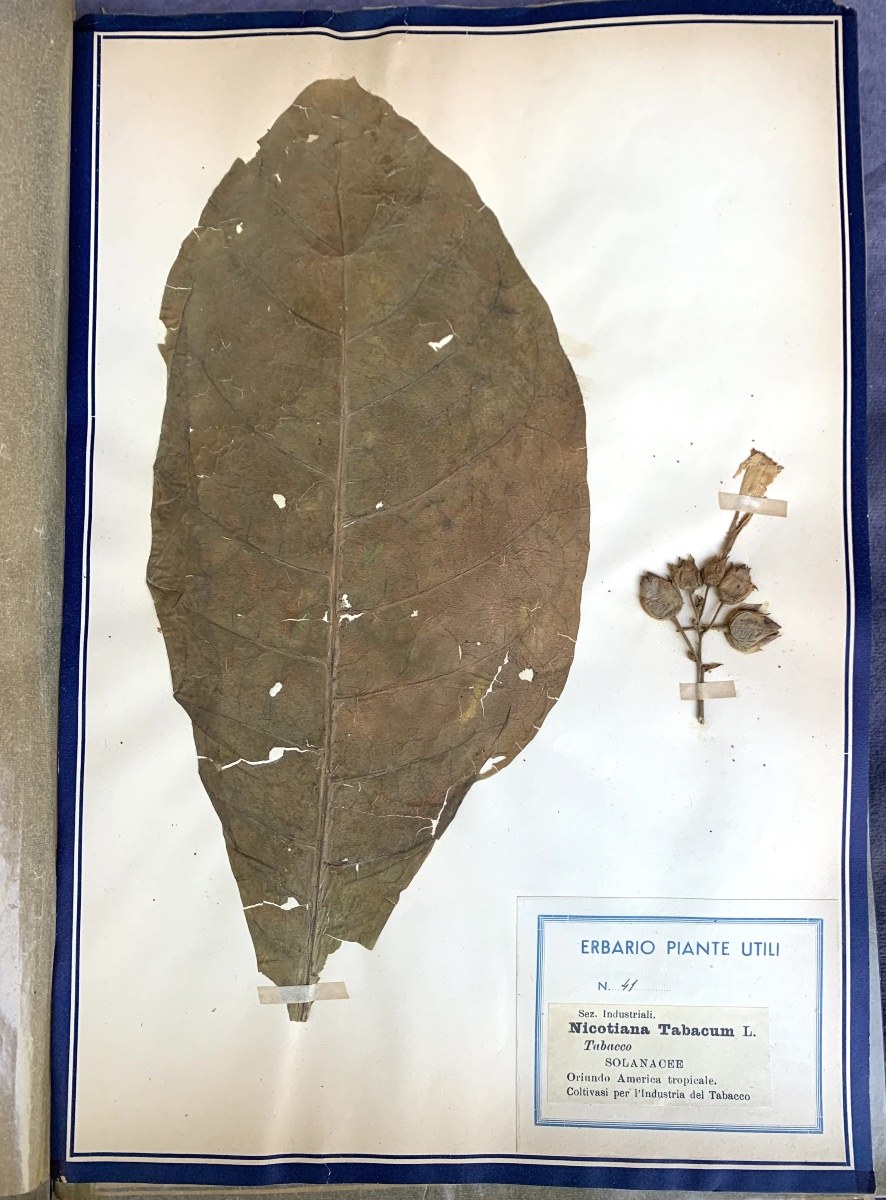Herbier pédagogique de plantes utiles, Italie, début du XXe siècle.-photo-3