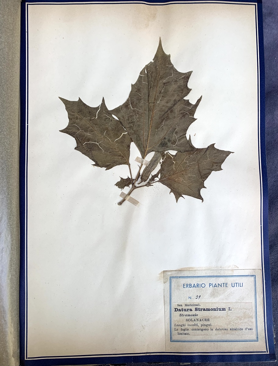 Herbier pédagogique de plantes utiles, Italie, début du XXe siècle.-photo-4