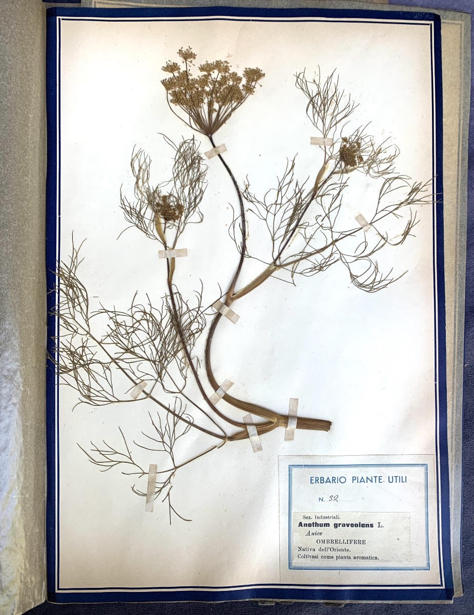 Herbier pédagogique de plantes utiles, Italie, début du XXe siècle.-photo-5