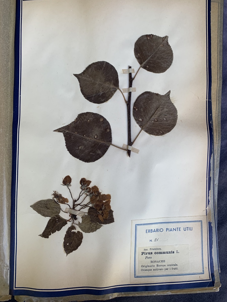 Herbier pédagogique de plantes utiles, Italie, début du XXe siècle.-photo-7