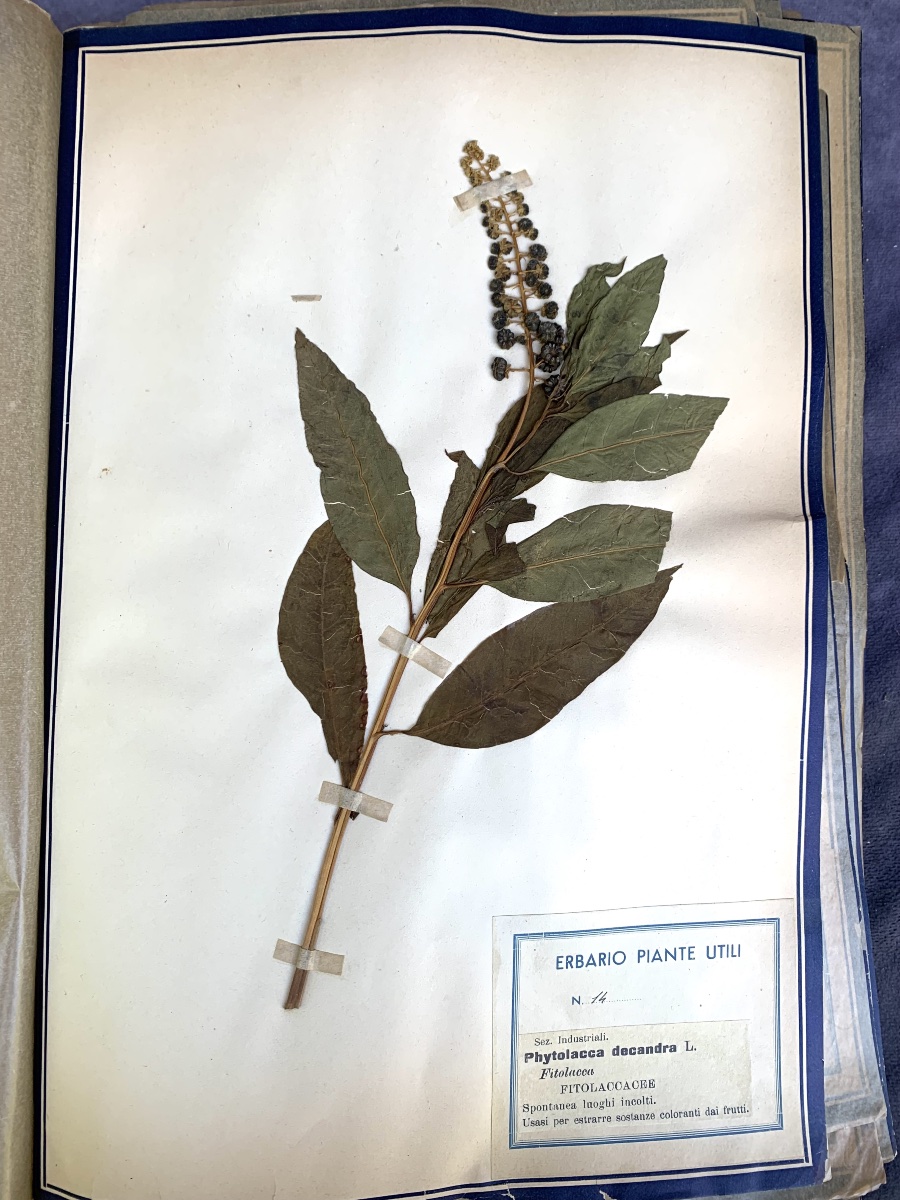 Herbier pédagogique de plantes utiles, Italie, début du XXe siècle.-photo-8