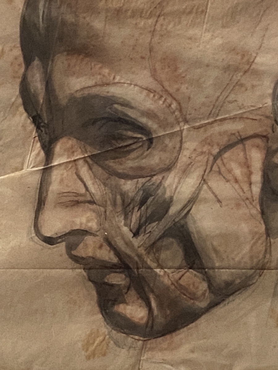 Modèle anatomique d'une tête d'homme écorchée  . Dessin à la sanguine de l'Académie d'art-photo-2