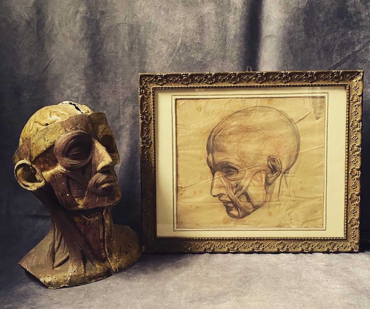 Modèle anatomique d'une tête d'homme écorchée  . Dessin à la sanguine de l'Académie d'art