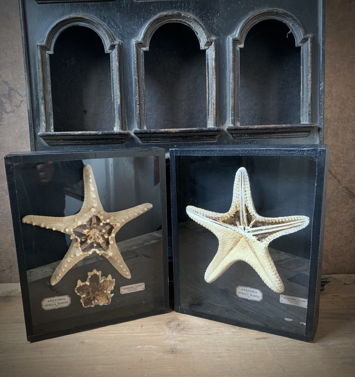 A Rare Pair Of Educational Natural History Display Cases On The Anatomy Of Starfish.-photo-2