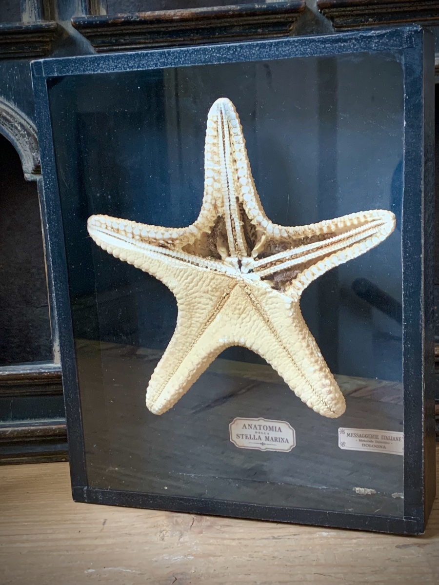 A Rare Pair Of Educational Natural History Display Cases On The Anatomy Of Starfish.-photo-4