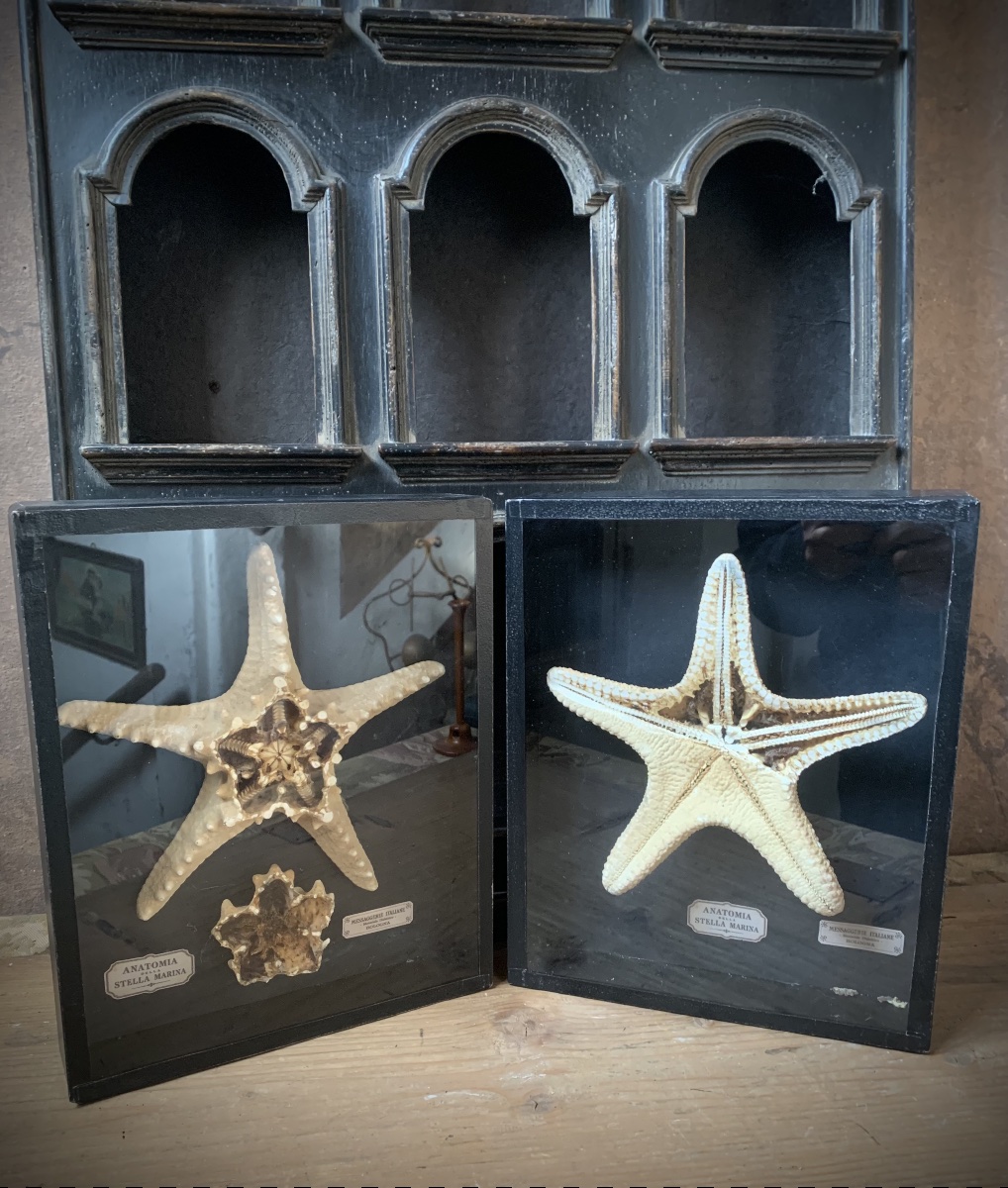 A Rare Pair Of Educational Natural History Display Cases On The Anatomy Of Starfish.-photo-6