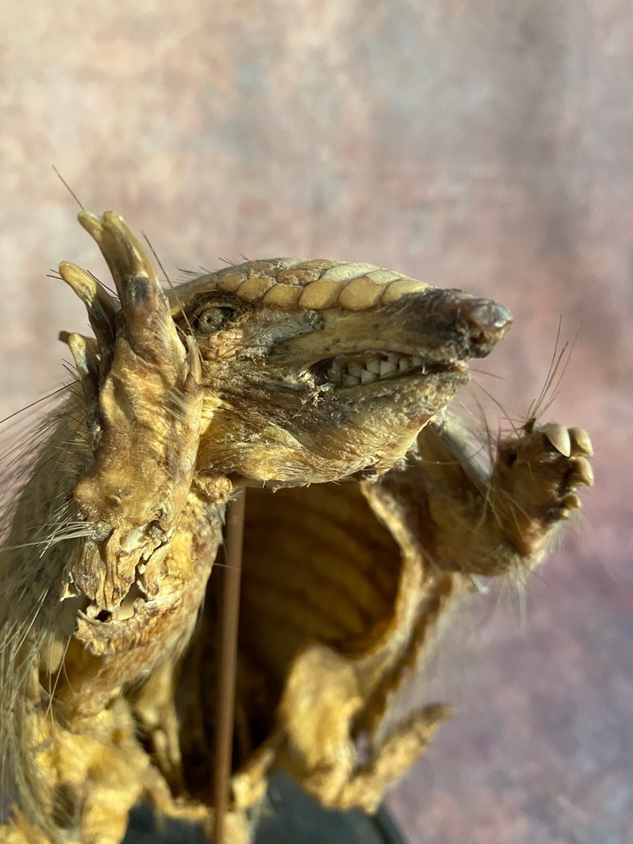 Ancien Armadillo Sous Cloche En Verre-photo-4