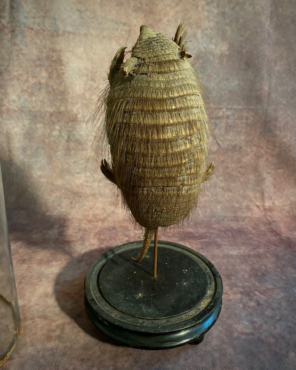 Ancien Armadillo Sous Cloche En Verre-photo-1