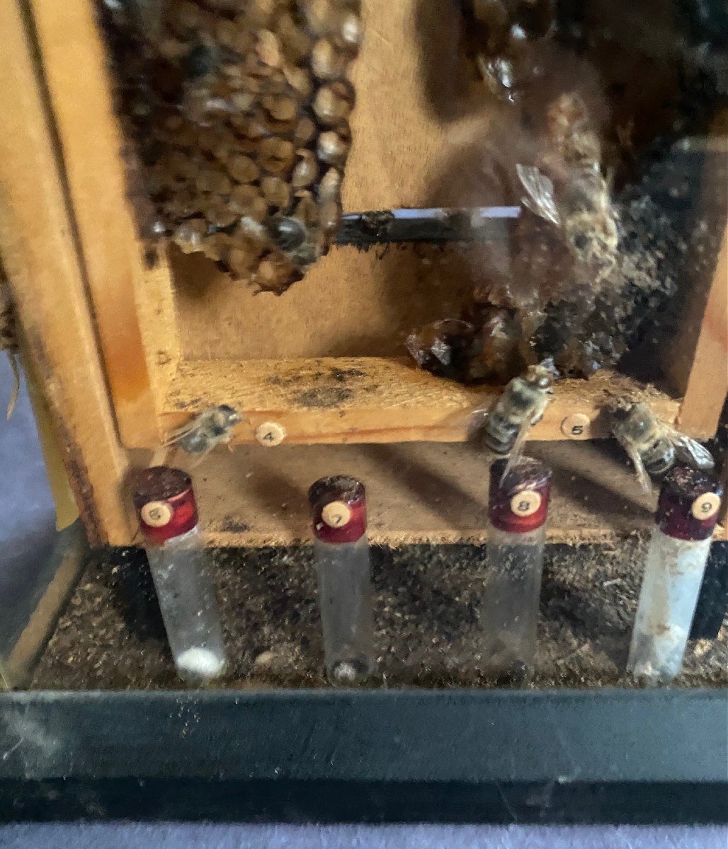 Raro Diorama Di Un Alveare - Apis Mellifera-photo-2