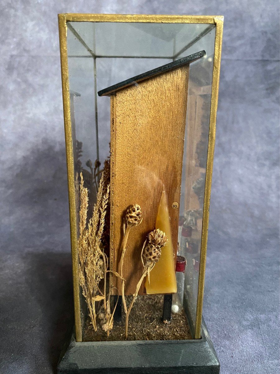 Raro Diorama Di Un Alveare - Apis Mellifera-photo-2