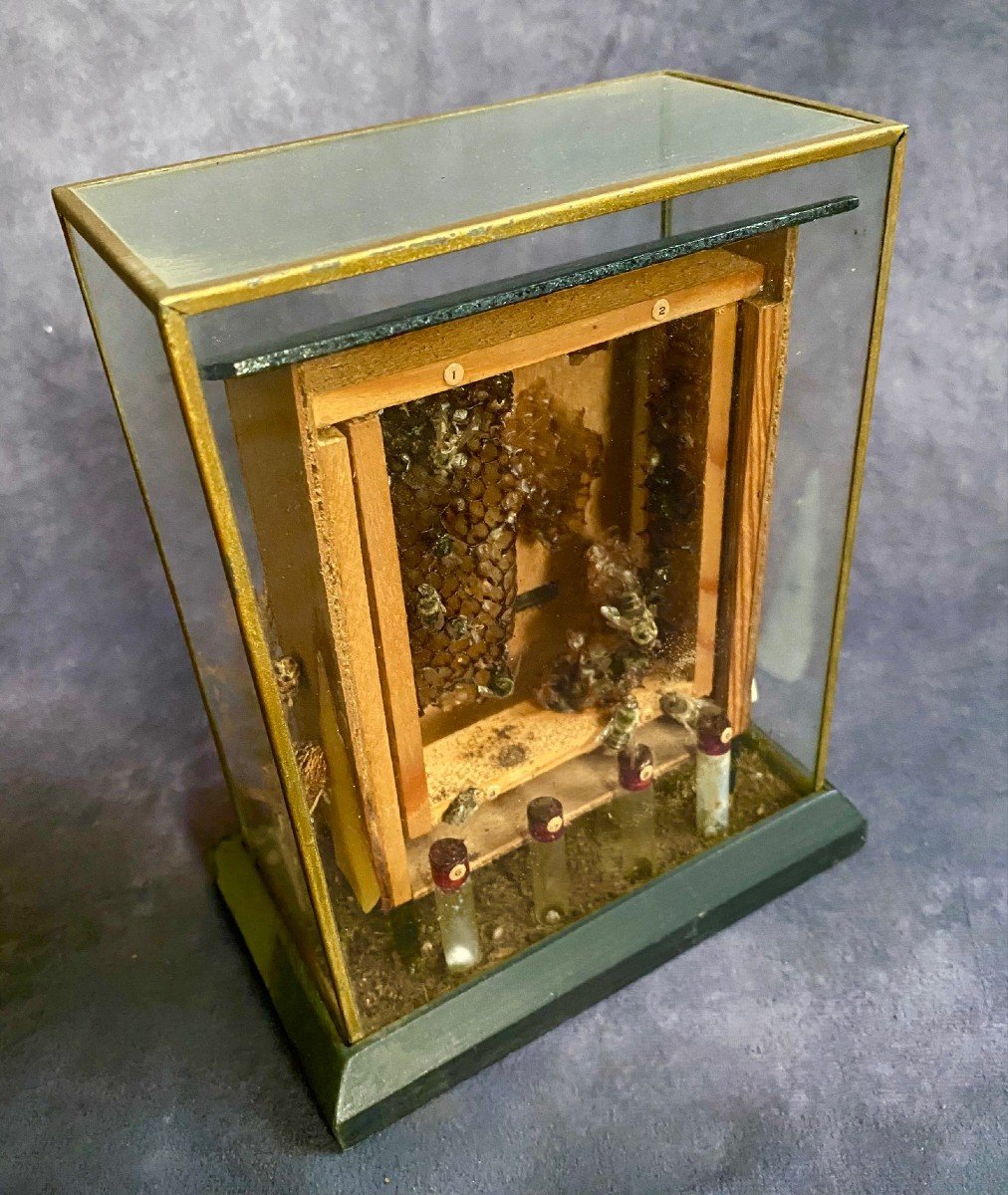Raro Diorama Di Un Alveare - Apis Mellifera-photo-3