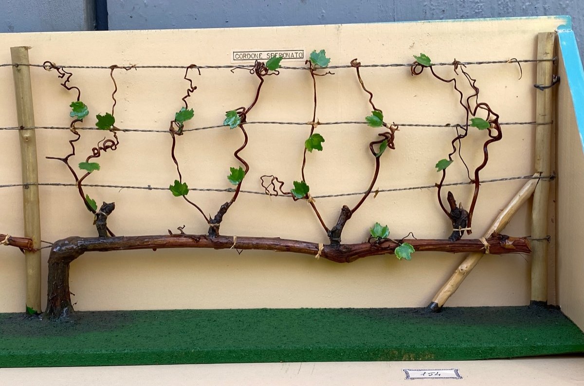 Model For Vine Pruning Demonstration-photo-4