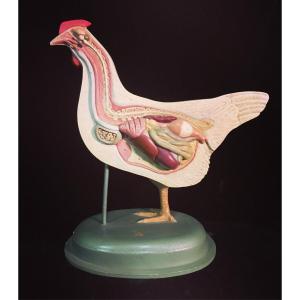 Beau modèle anatomique d'une poule produite en Allemagne dans la première moitié des années 1900.